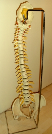 Anatomisches Modell der Wirbels�ule
