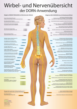 Wirbel- und Nervenübersicht nach der MethodeDorn