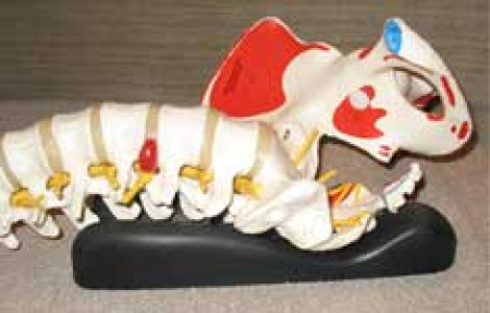 Spynamics Sacro Aligner™ - Die Kreuzbein-Schaukel